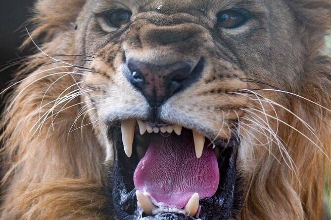 SAFARI Aquila Game Reserve - Round trip + Lunch incl. (Cape Town) - Potential Drawbacks and Considerations