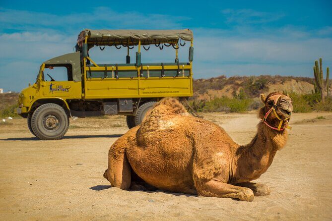 Safari with Camel Caravan to Explore Bajas Nature, Culture and Cuisine - Is It Worth the Price?