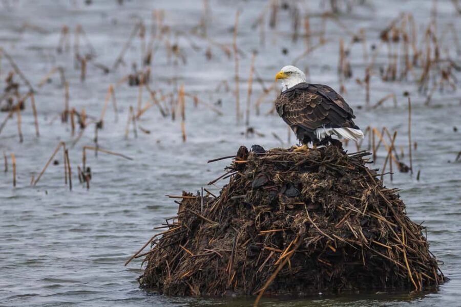 Saint Joseph: Missouri Eagle Waterfowl Photography Tour - Experience Overview