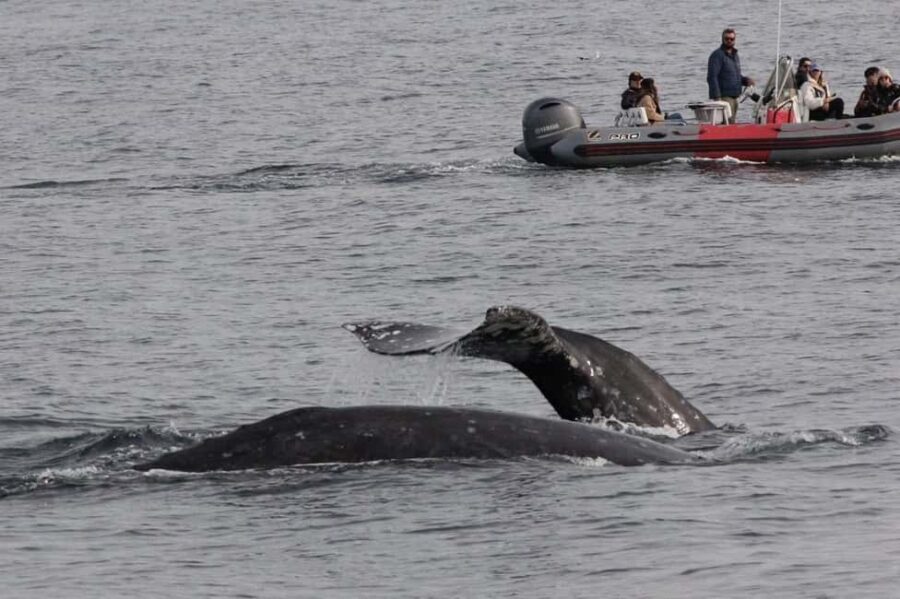 San Diego: 3 Hour Whale Watching Cruise - Who Should Consider This Tour?