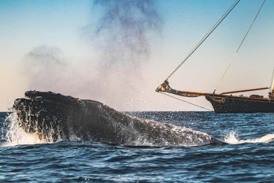 San Diego: Whale Watching Cruise on the Yacht America - Authentic Experiences and Real Travelers’ Feedback