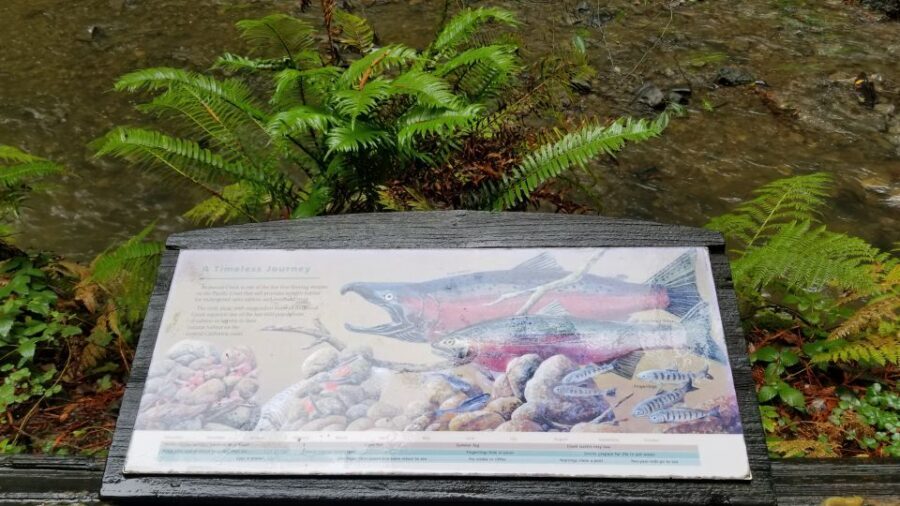 San Fransico: Muir Woods & Marin Headlands Private Tour - Practical Aspects and Value