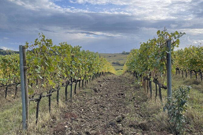 San Gimignano: Vineyard and Cellar Tour with Wine Tasting - Why This Tour Stands Out