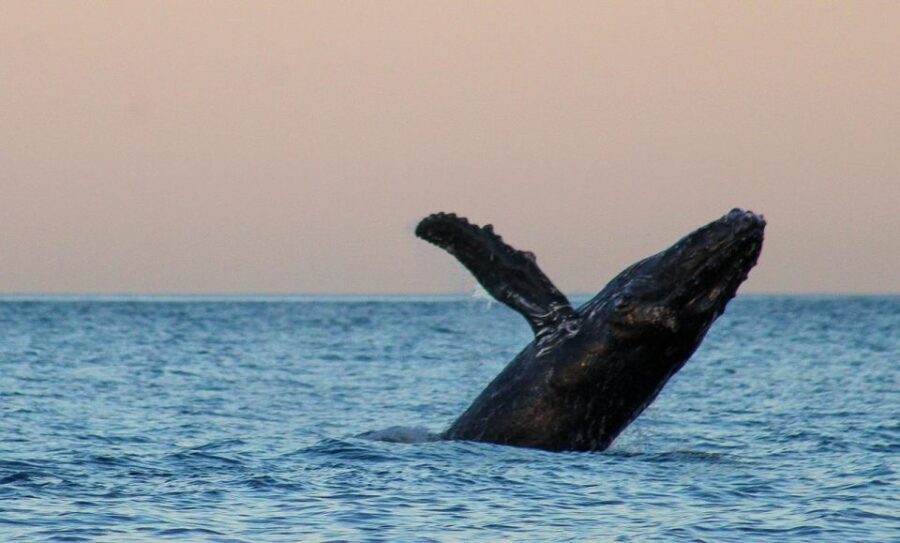 San Jose del Cabo Sunset Whale Watching - What Makes This Tour Special?