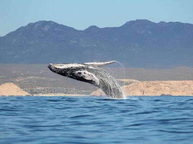 San José del Cabo: Whale Watching Experience - The Value Proposition