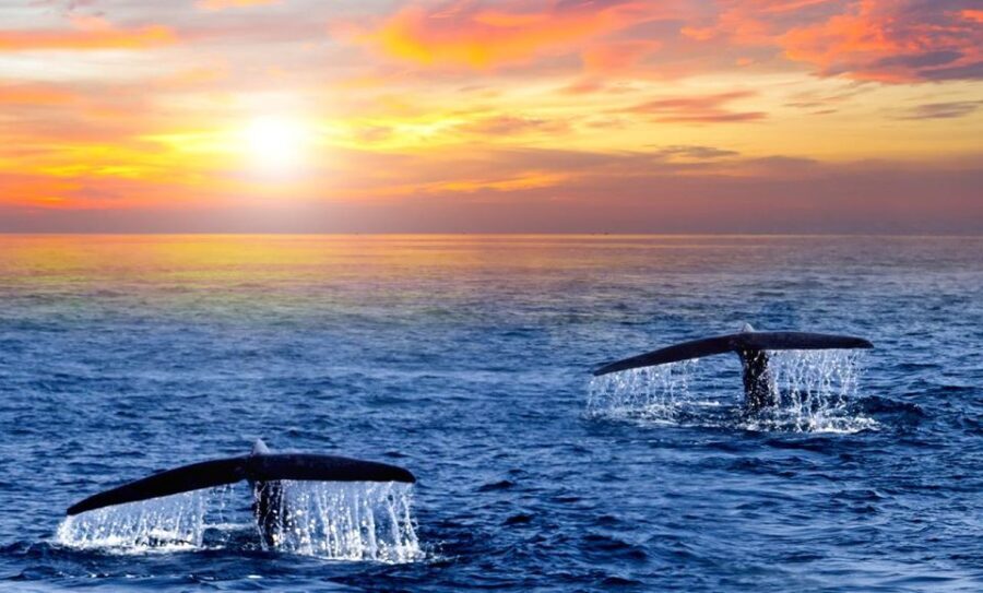 San Jose del Cabo Whale Watching Sunrise Tour - What’s Included and What’s Not