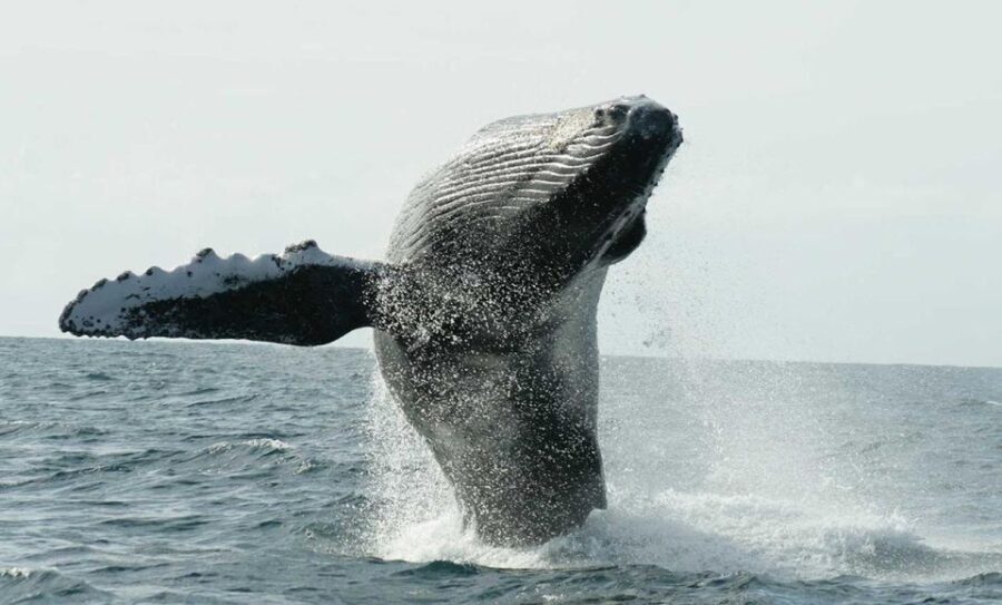San Jose del Cabo Whale Watching - What to Expect on This Whale Watching Tour