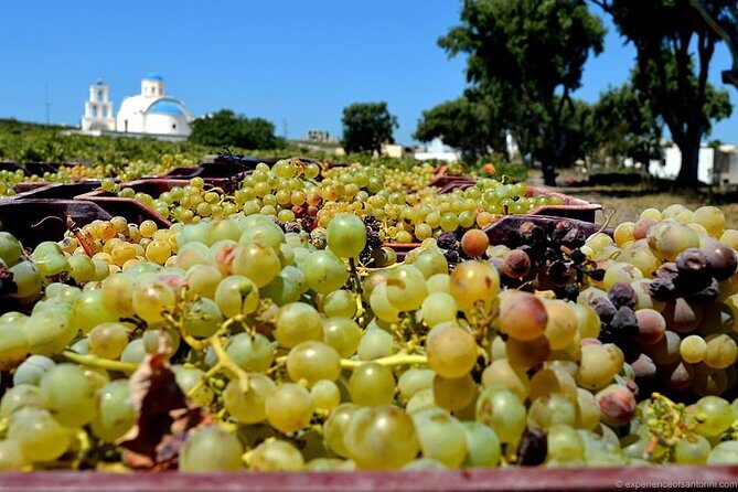 Santorini wine roads Half day - A Detailed Look at the Santorini Wine Roads Half-Day Tour