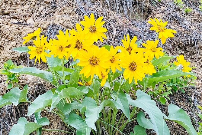 Scenic Float on the Salmon River - Half Day - Who Will Love This Tour?