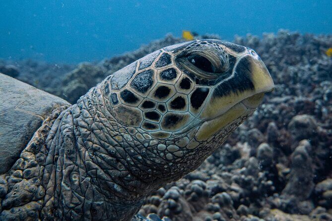 Scuba Dive at Electric Beach - Authentic Insights from Reviews