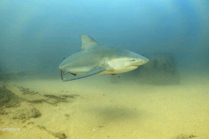 Scuba Diving adventure Cabo pulmo - What Makes This Tour Stand Out?