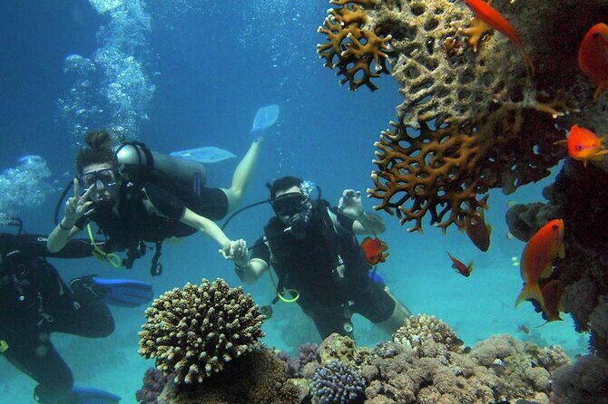 Scuba Diving Experience in Alanya With Lunch and 2 Dives - The Quality of the Experience