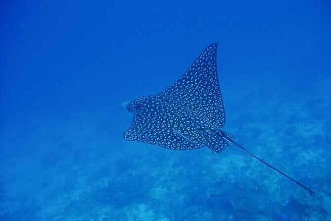Scuba Diving for Beginners in Acapulco - FAQ: Practical Questions Answered
