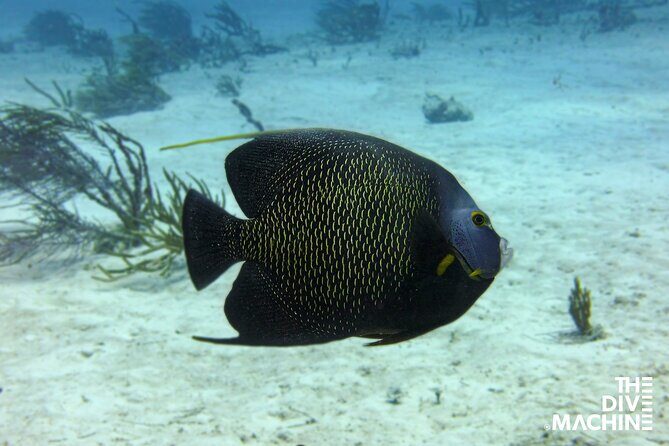 Scuba Diving for Beginners  Playa del Carmen or Tulum - The Equipment and Logistics