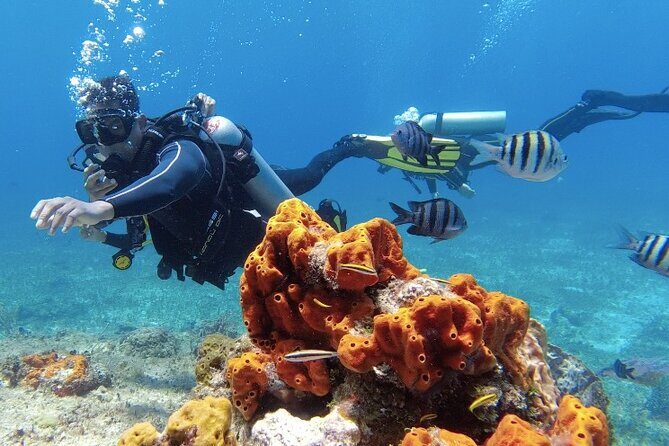 Scuba Diving in Cozumel or Playa del Carmen with Certificates - Equipment & Transportation