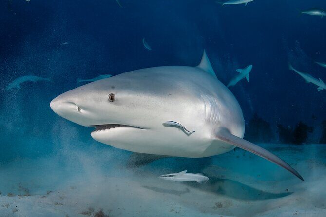 Scuba Diving in Playa del Carmen for Small Groups - Real Experiences from Divers