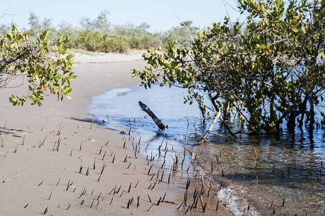 Sea Kayak Tour Mangrove Safari - The Itinerary: From Bay to Mangroves