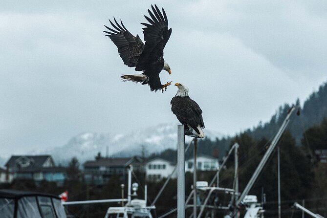 Sea Prince Rupert City and Harbour Shared Zodiac Tour - Authentic Experiences from Past Participants