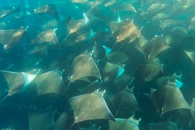 Sea Safari - Explore All The Wonders of The Sea of Cortez - Frequently Asked Questions