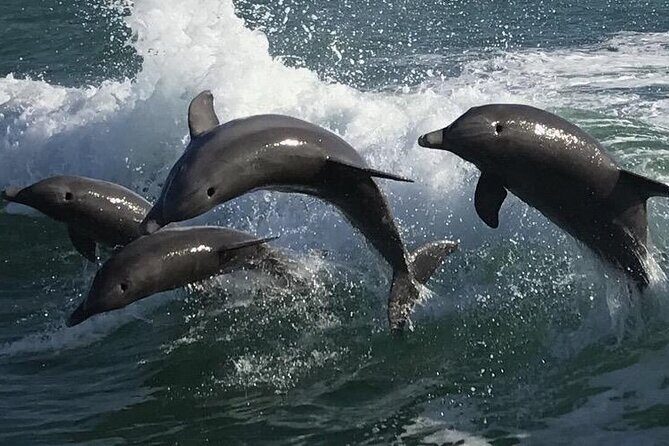 Sea Screamer Clearwater's Only Speed Boat Dolphin Watching - The Group and Timing