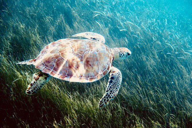 Sea Turtle Sanctuary In Akumal With Cenotes - An In-Depth Look at the Experience