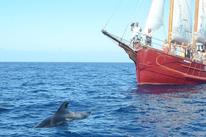 Sealife Dolphin & Whale Watching aboard Portuguese schooner - What Travelers Love (and Less So)