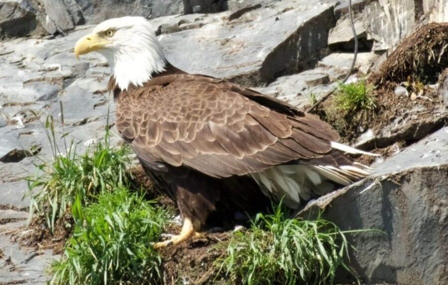 Seward: Spring Wildlife Guided Cruise - FAQs About the Seward Spring Wildlife Guided Cruise