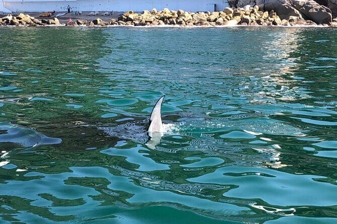 Shared Sailing Adventure Explore Puerto Vallarta by Sea - The Coastal Highlights