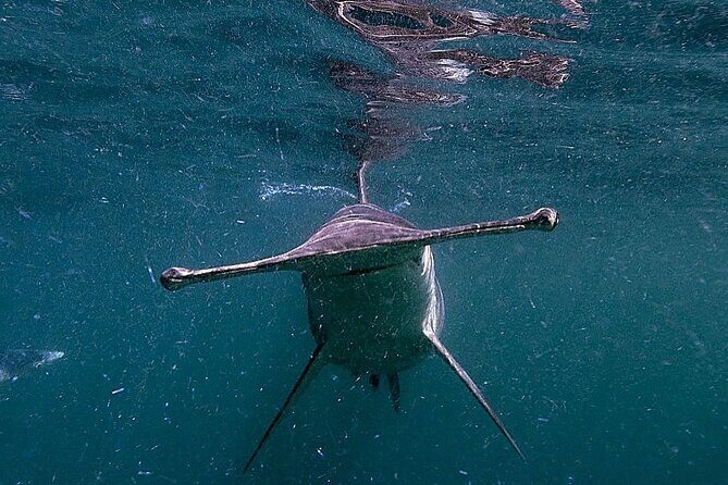 Shark Guided Diving Los Cabos - The Value of the Experience