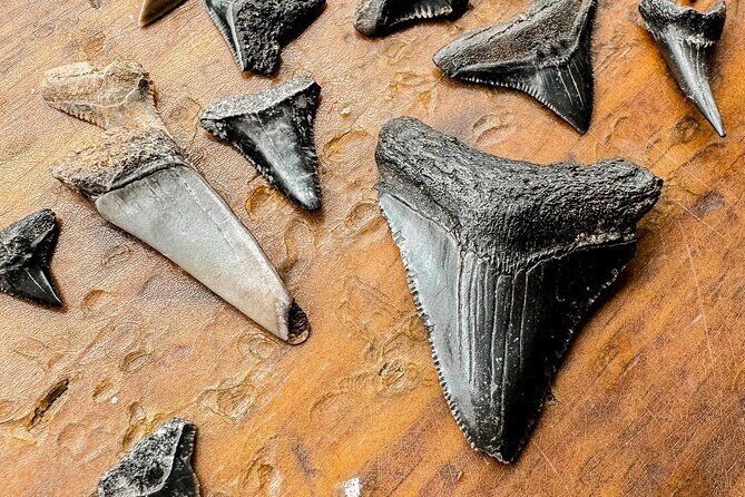 Shark Tooth and Shell Hunting Tour in Charleston, SC - Pricing and Value