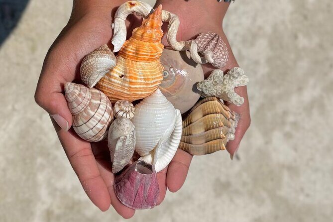 Shell Key Shelling Tour Discover Unique Treasures - St. Pete, FL - Final Thoughts
