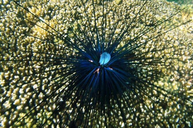 Shore Excursion Premium Family Snorkeling Experience - An In-Depth Look at the Snorkeling Tour Experience