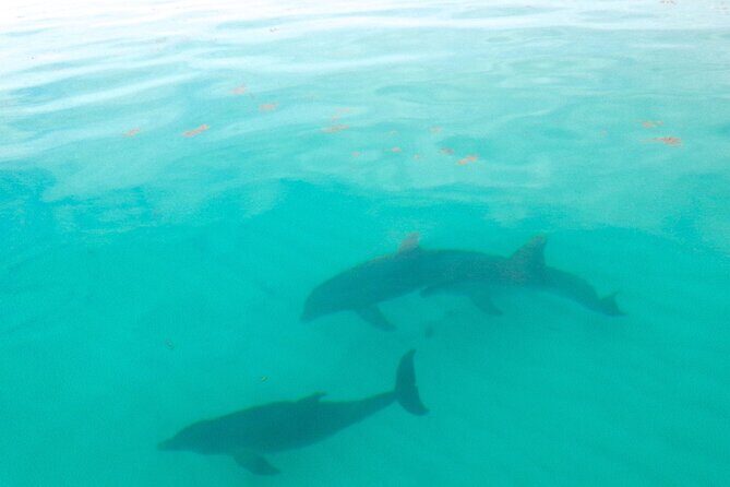 Sian Ka'an Boat Experience from Riviera Maya to Tulum - Analyzing the Value