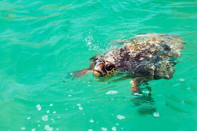 Sian Kaan Eco Adventure! Round Transportation From Playa Del Carmen - Final Thoughts