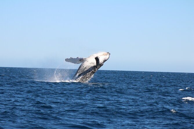 Sighting whale tour in Los Cabos - Final Thoughts: Is It Worth It?