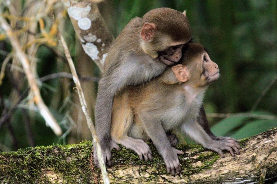 Silver Springs Manatee Kayaking Tour - What To Expect During Your Tour