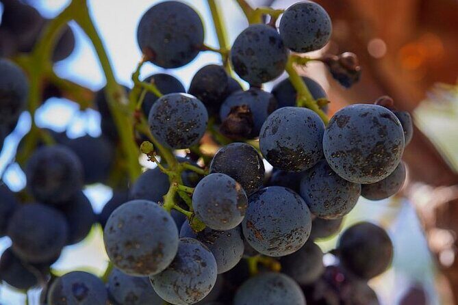 Simple Visit to Discover the Domaine d'Arton - Value and Who Should Consider This Tour