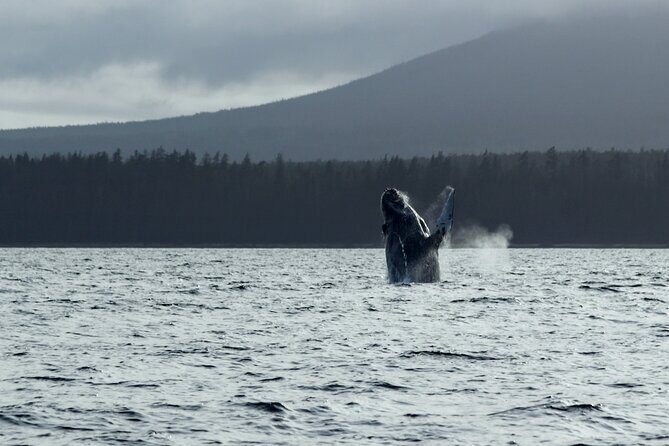 Sitka Sound Marine Wildlife Tour - Close Encounters with Marine Wildlife