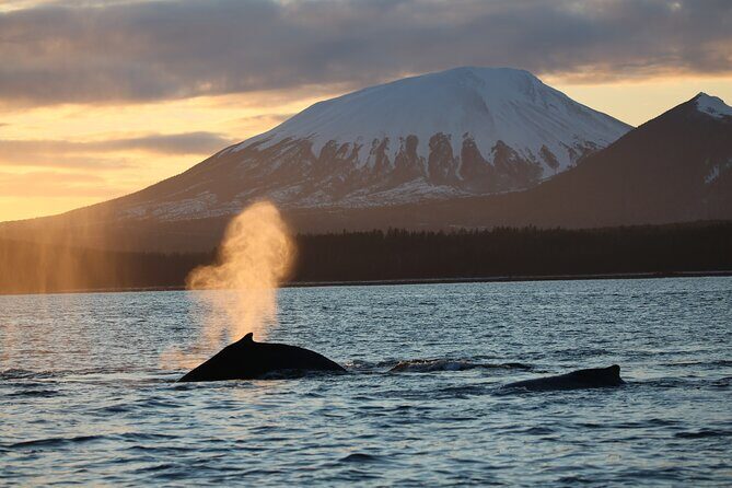 Sitka Whale Watch and Sea Otter Quest - Frequently Asked Questions