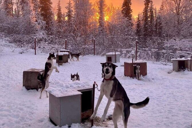 Sluice Box Kennel Experience - What to Expect from the Itinerary