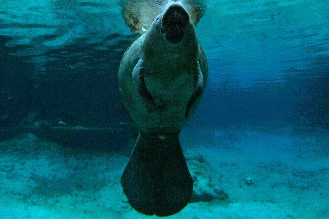 Small Group 6 Passenger Manatee Swim - What to Expect on the Tour