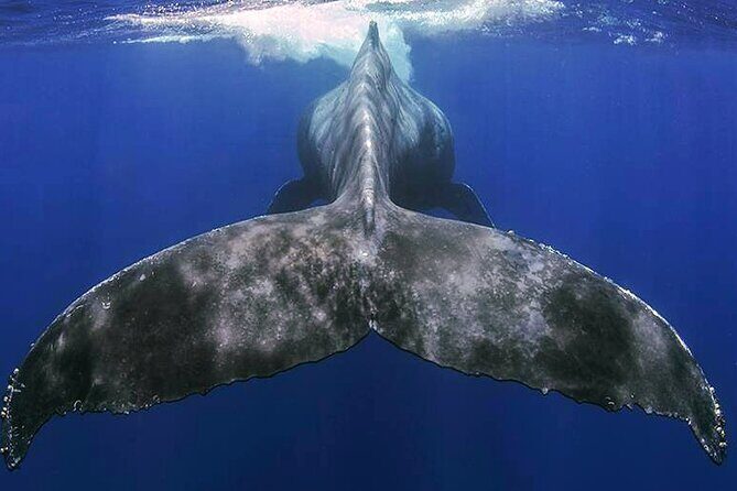 Small Group Boat Whale and Dolphin Watching Tour - Why This Tour Works for Travelers