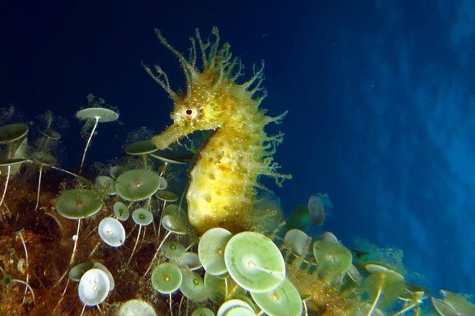 Small Group Diving Baptism in Tossa de Mar - Why This Experience Offers Great Value