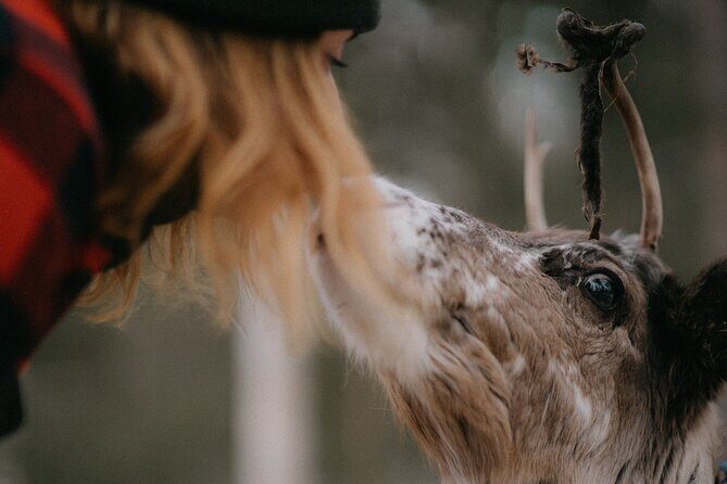 Small Group Fishing, Lunch& Reindeer Farm Visit in the Wilderness - The Experience From a Guest Perspective