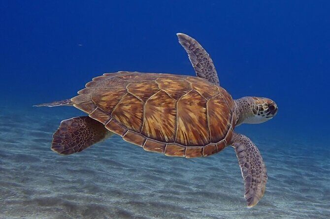 Small Group Snorkeling in Abades Bay with Licensed Guide - Why This Tour Offers Great Value