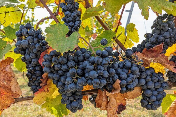 Small-group Vienna Wine Tour - The Experiences Strengths