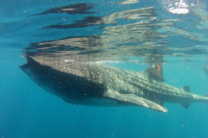 Small-Group Whale Shark and Snorkeling Tour from Cancun - The Value of This Tour