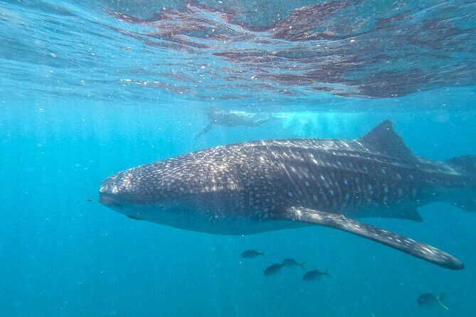 Small group whale shark experiences in La Paz - Why Choose This Tour?