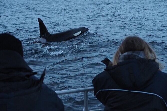 Small group Whale watching - Why Choose This Tour?