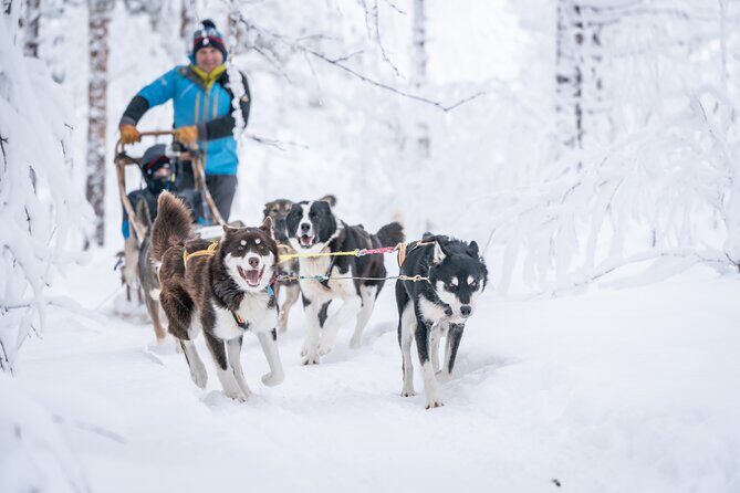 Small Group Wilderness Husky Sledding 2h from Tromsø (car needed) - The Practical Side: Cost, Duration, and Logistics